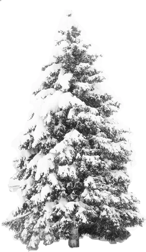 Snow Covered Pine Tree PNG image