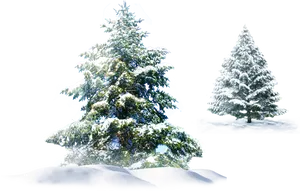 Snow Covered Pine Trees PNG image