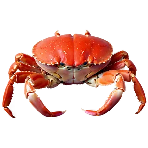 Snow Crab Png 05232024 PNG image