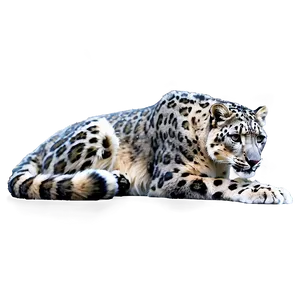 Snow Leopard C