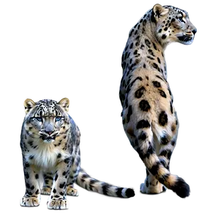 Snow Leopard Habitat Landscape PNG Jxj60