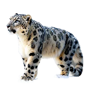 Snow Leopard In A Snowstorm Png 9 PNG image