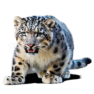 Snow Leopard In Action Sequence Png 06122024 PNG image