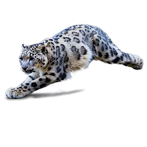 Snow Leopard In Action Sequence Png Kvv84 PNG image