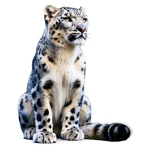 Snow Leopard In Zen Pose PNG 30