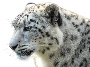 Snow Leopard Profile Portrait PNG image