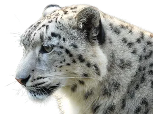 Snow Leopard Profile Portrait PNG