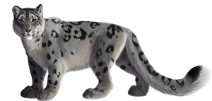 Snow Leopard Standing Transparent Background PNG image