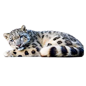 Snow Leopard Sunbathing Png Cte PNG image