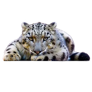 Snow Leopard Sunbathing PNG Fng