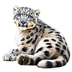 Snow Leopard Sunbathing Png Lsq PNG image