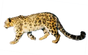 Snow Leopardin Stride