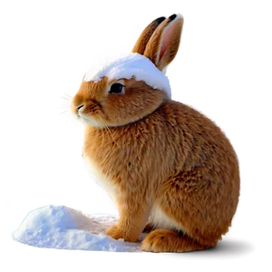 Snow Rabbit PNG Qwy