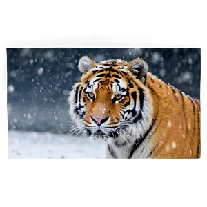 Snow Tiger Stern Look Png Pwc38 PNG image