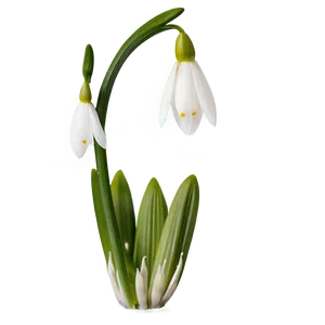 Snowdrop Flower Transparent PNG 05252024