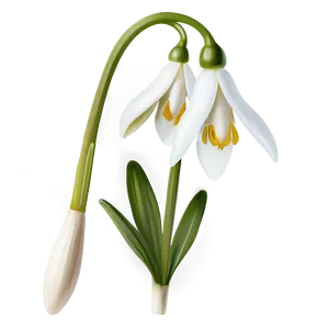 Snowdrop Flower Transparent PNG 11