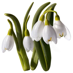 Snowdrop Flower Transparent PNG 25 PNG