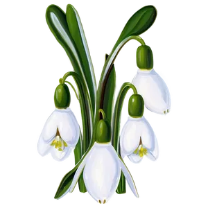 Snowdrops Winter Flowers PNG 27