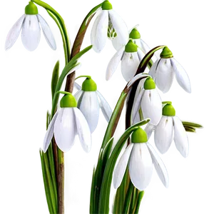 Snowdrops Winter Flowers PNG Hgy1