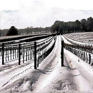 Snowfall Over Vineyard Png 06122024 PNG image