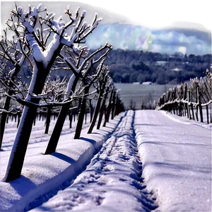 Snowfall Over Vineyard PNG Bej PNG