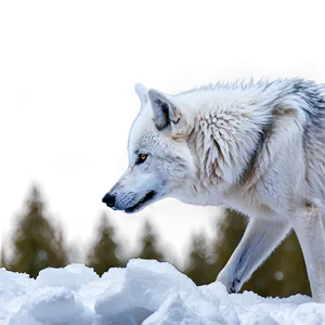 Snowy Alpha Wolf Scene Png 34 PNG image