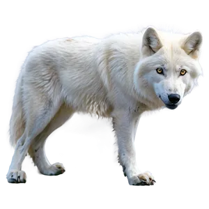 Snowy Arctic Wolf PNG Xcx39