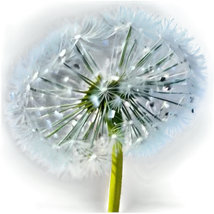 Snowy Dandelion PNG Xmb45 PNG