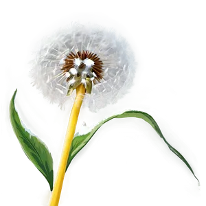 Snowy Dandelion PNG Ywj PNG