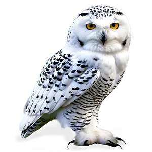 Snowy Owl Bird PNG Gqo