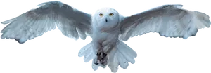Snowy Owl In Flight PNG image