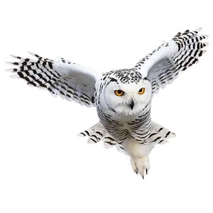 Snowy Owl In Flight Photo PNG 48