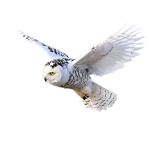 Snowy Owl In Flight Photo PNG 86