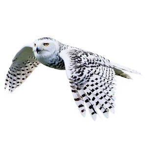 Snowy Owl In Flight Photo PNG Ngb
