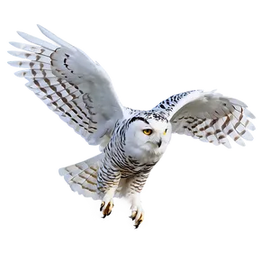 Snowy Owl In Flight PNG 2