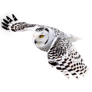 Snowy Owl In Flight PNG 71