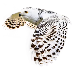 Snowy Owl In Flight PNG Cyl72