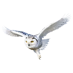 Snowy Owl In Flight PNG Rss92