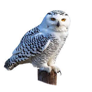 Snowy Owl North Pole PNG 06122024