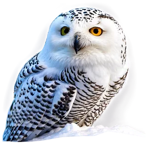 Snowy Owl North Pole Png 6 PNG image