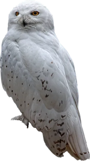 Snowy_ Owl_ Perched PNG image
