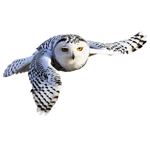 Snowy Owl Png Tor PNG image