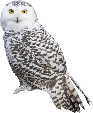 Snowy Owl Portrait Isolated PNG image