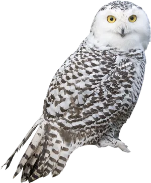 Snowy Owl Portrait PNG image