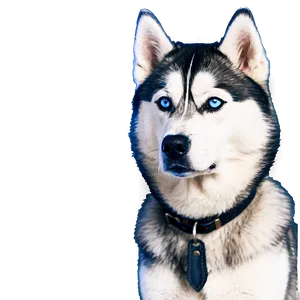 Snowy Siberian Husky Png 48 PNG image