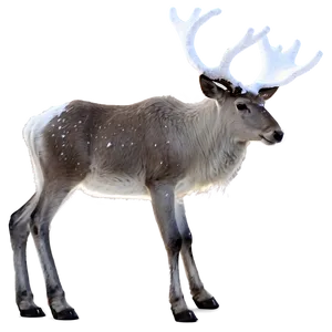 Snowy White Reindeer PNG 04292024