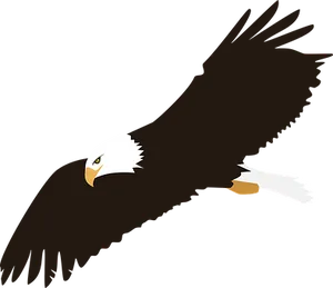 Soaring Bald Eagle Vector