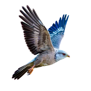 Soaring Bird Flight PNG 06252024 PNG