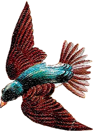 Soaring Bird Illustration.png PNG image