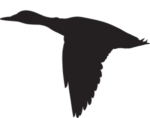 Soaring Bird Silhouette PNG image